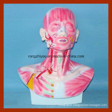Head, Face and Neck Section Model with Musculature and Blood Vessels Distribution Model